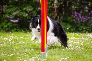 2,5 Jahre, Agility