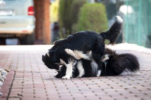 Xandro and Lily playing