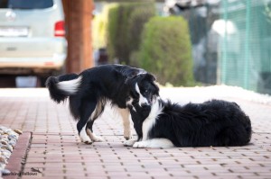 Xandro and Lily playing