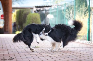 Xandro and Lily playing