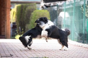 Xandro and Lily playing