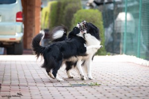 Xandro and Lily playing