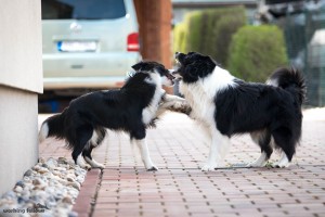 Xandro and Lily playing