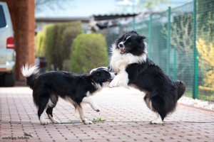 Xandro and Lily playing